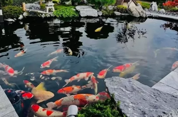Constructing Your Own Koi Pond: A Comprehensive Guide 1