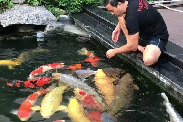 Constructing Your Own Koi Pond: A Comprehensive Guide 2
