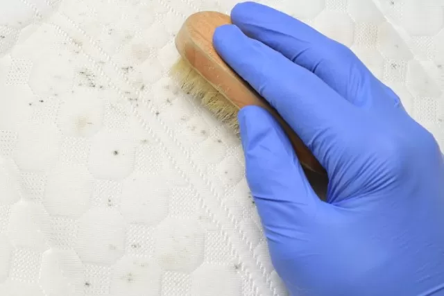 How to Clean Mold from a Mattress in 6 Steps 2