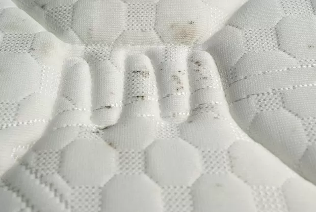 How to Clean Mold from a Mattress in 6 Steps 1