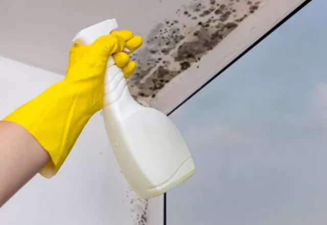 Using Vinegar to Kill Mold: Does It Work? 3