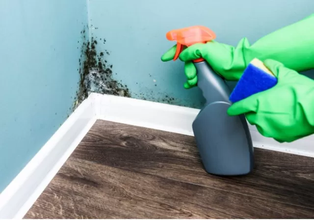 Using Vinegar to Kill Mold: Does It Work? 4