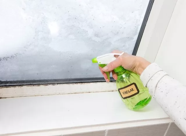Using Vinegar to Kill Mold: Does It Work? 1