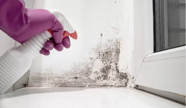 How to Remove Mold from Walls in 6 steps 1