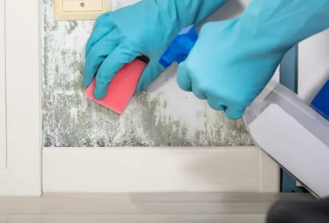 How to Remove Mold from Walls in 6 steps 2