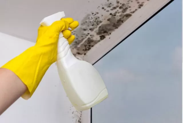 How to Remove Mold from Walls in 6 steps 4