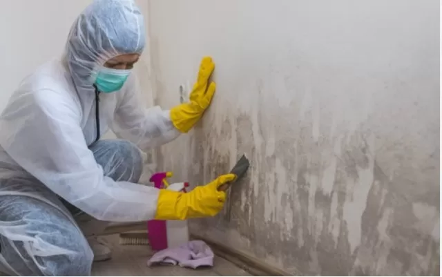 Mold in Basement: Identification and Treatment 1