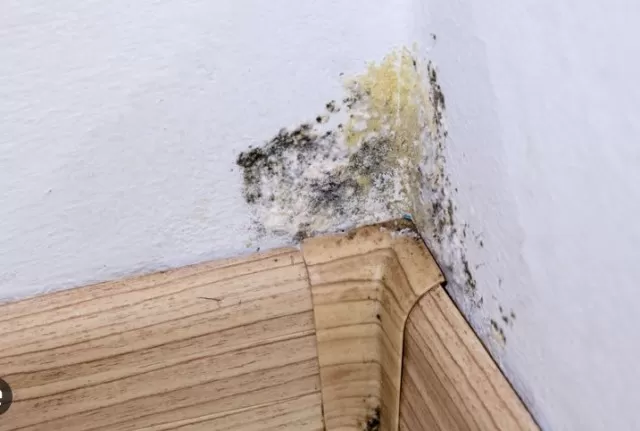 Mold in Basement: Identification and Treatment 3