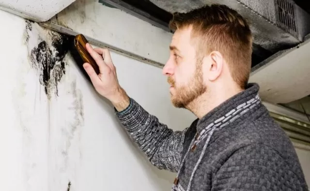 Mold in Basement: Identification and Treatment 4