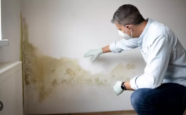 Mold in Basement: Identification and Treatment 2