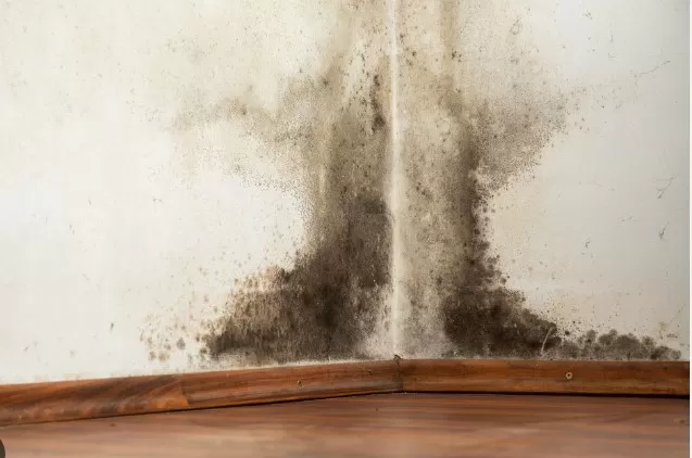 Prevent Black Mold: Essential Home Tips for Safety 1