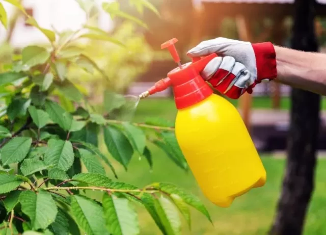This 3-Ingredient Vinegar Weed Killer: Garden-Safe Solution 1