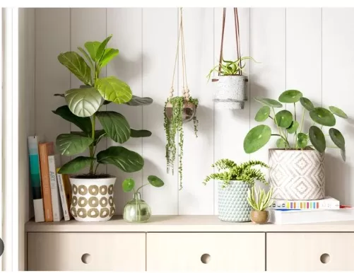 Hanging Plants: Ceiling Mounting Guide 2