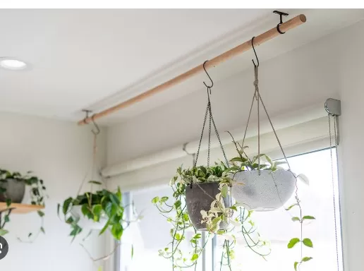 Hanging Plants: Ceiling Mounting Guide 1