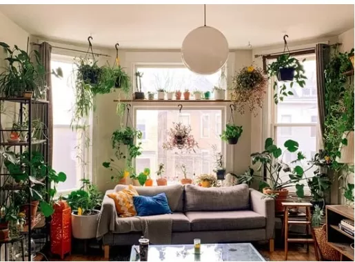 Hanging Plants: Ceiling Mounting Guide 4