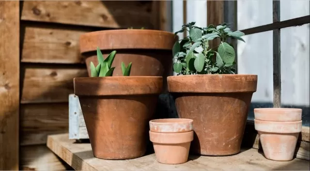 Gardening: Here the Best Way to Clean Terra-Cotta Pots 4