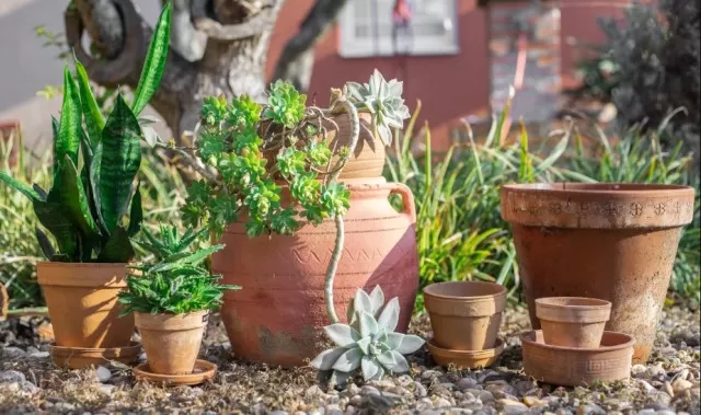 Gardening: Here the Best Way to Clean Terra-Cotta Pots 2
