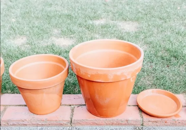 Gardening: Here the Best Way to Clean Terra-Cotta Pots 3