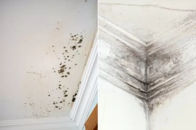 Mold and Mildew Cleaning: Killing Them in Just Once Time 6
