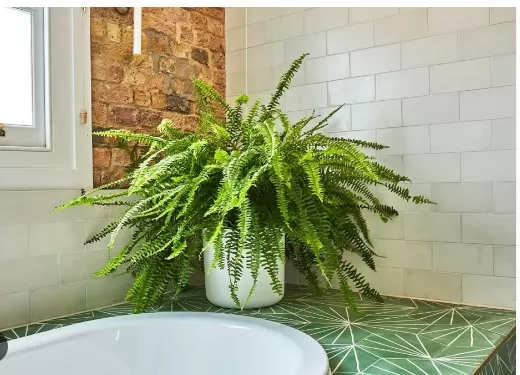 Perfect Plants for Every Room: Tailored Greenery Guide 5