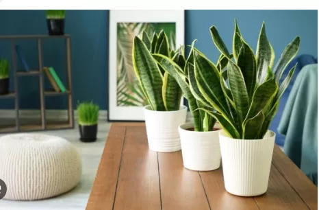 Perfect Plants for Every Room: Tailored Greenery Guide 3