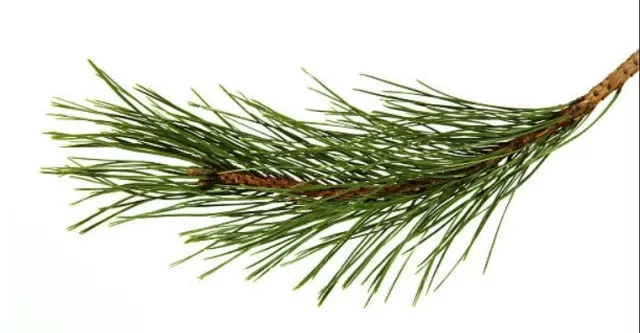 Xmas Decor: Best Way to Clean Sap and Pine Needles Left Behind 3