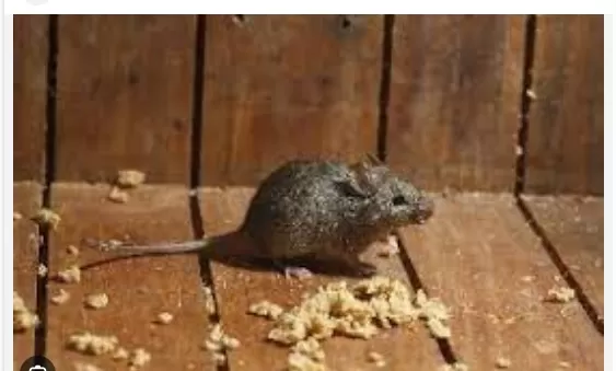 DIY Guide: Rodent-Proofing Your Home 3