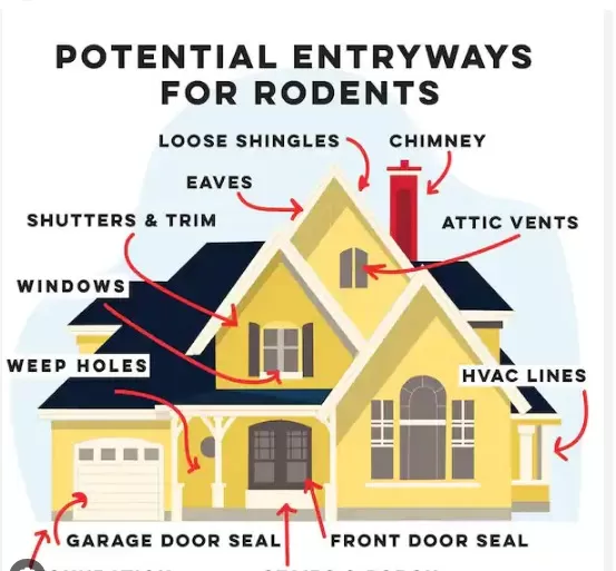 DIY Guide: Rodent-Proofing Your Home 2