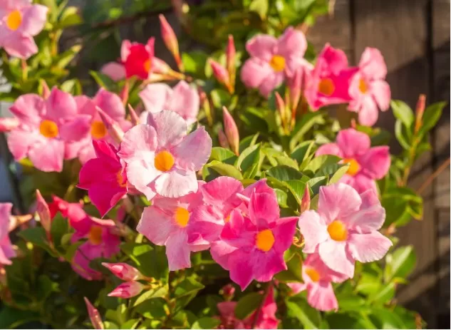 Enhance Curb Appeal: 10 Gorgeous Porch Plants 1