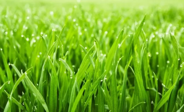 How to Best Remove Grass Stains Out of Clothes 2