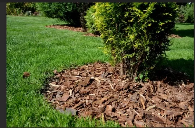 Mulch & Termites: Solved! Do They Attract Each Other? 4