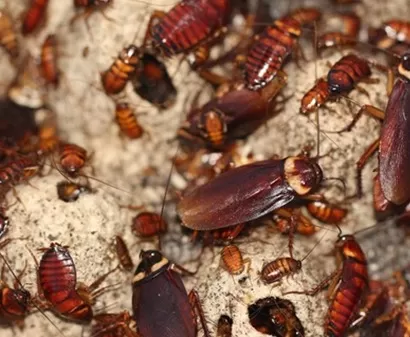 Mulch & Termites: Solved! Do They Attract Each Other? 1