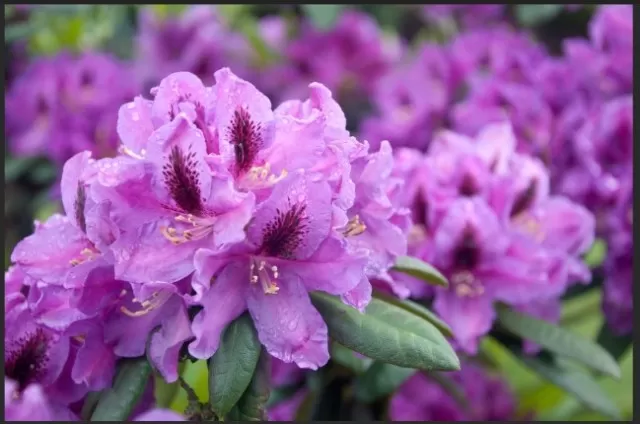 Boost Curb Appeal: Discover the Top 5 Front House Shrubs 1