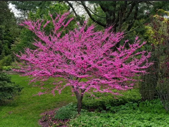 Enhance Your Front Yard: Discover the 5 Best Dwarf Trees 5