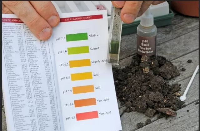 Optimize Your Lawn and Plants: Lowering Soil pH Made Easy 5