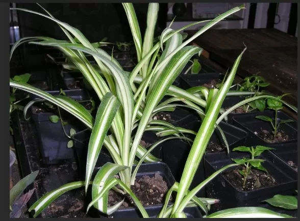 Hardy Houseplants: 5 (Nearly) Kill-Proof Varieties 5