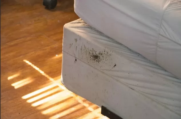 Bed Bug Prevention: Essential Tips for Travelers 3
