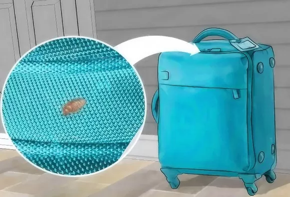 Bed Bug Prevention: Essential Tips for Travelers 1