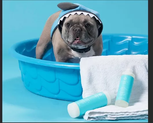 Pet Paradise: Over-the-Top Ways to Spoil Your Furry Friend 5