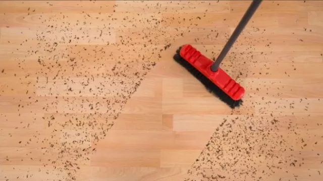 Prescription for Hardwood Floors: Care and Maintenance Tips 1