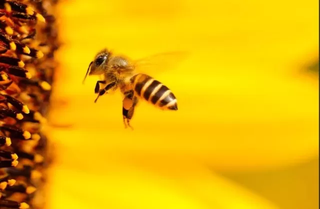 Bee-Friendly Garden: Tips for Supporting Pollinators 1