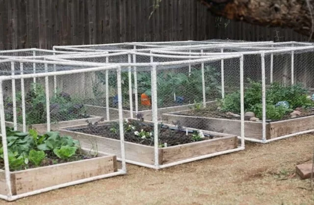Raised Bed Gardening 101: Everything You Need to Begin 3