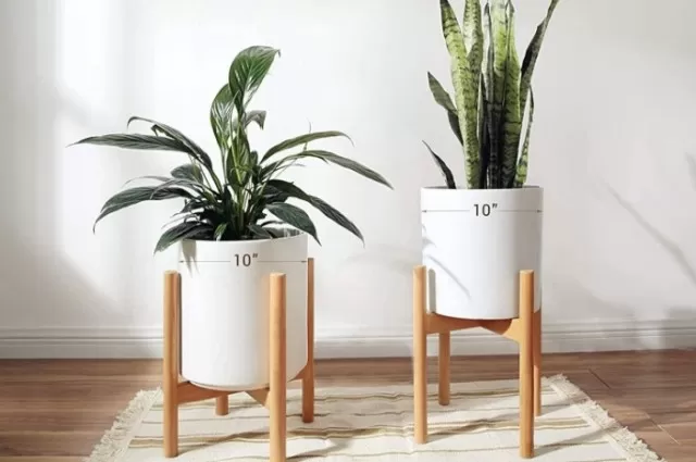 Gifts for Plant Lovers: Thoughtful Picks for Plant Parents 1