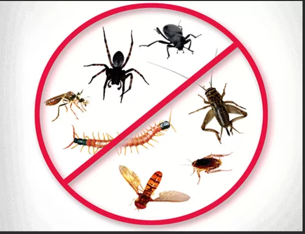 Nighttime Pests to Watch Out for in Your Home 1