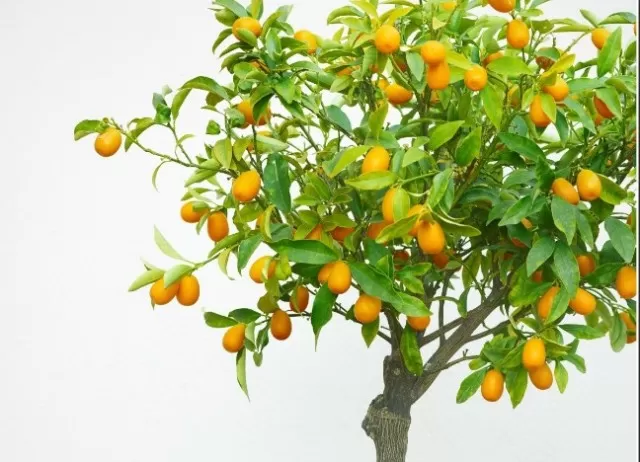 Year-Round Indoor Fruit Trees: Freshness in Your Home 1