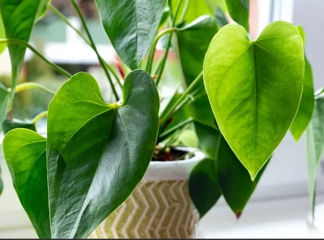Natural Cooling: Plants That Help Keep Your Home Cool 1