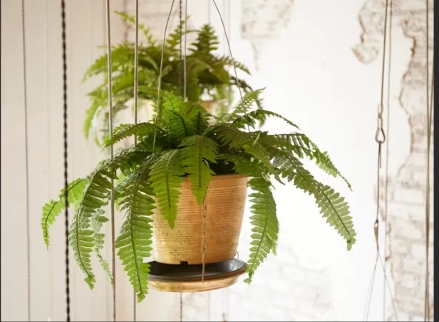 Natural Cooling: Plants That Help Keep Your Home Cool 3