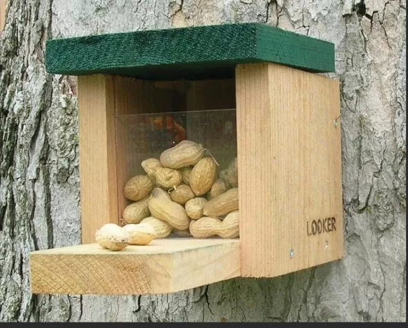 Do-It-Yourself Squirrel Feeder Projects for Your Yard 1