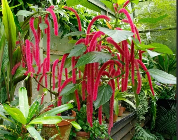 Unbelievably Stunning Houseplants That Look Surreal 5