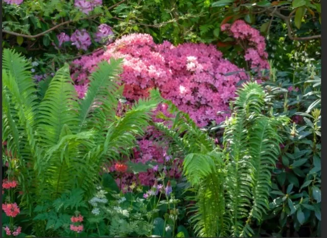 Top Plant Choices for Underneath Trees 1
